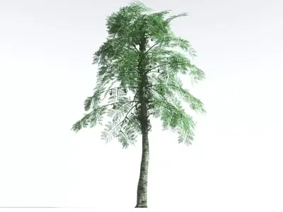 EVERYPlant Alethopteris Seed Fern 3 --12 Models-- 3D model