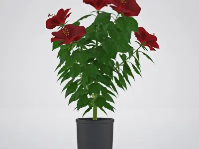 Hibiscus flowers in pot Free 3D model