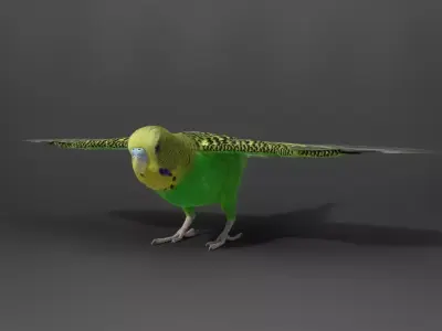 Budgerigar Rigged VFX Grace 3D model