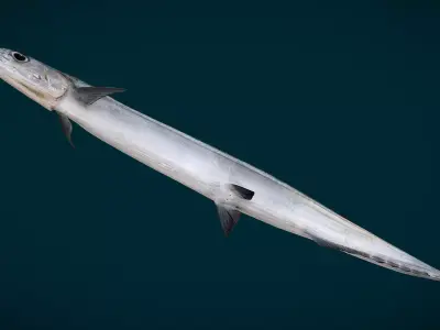 Pacific Saury Animated 3D model