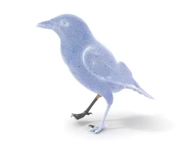 Grey Bird Model Pack for Realistic Simulation Low-poly 3D model