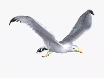Seagull ANIMATED 3D model