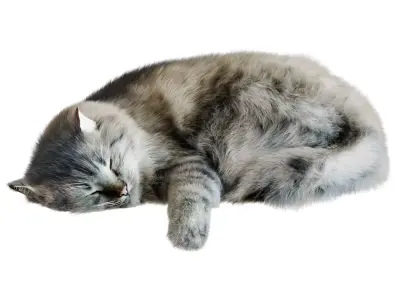 Sleeping Cat Corona 3D model