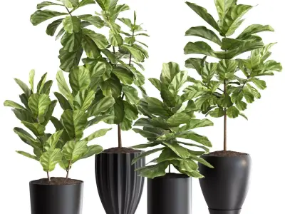 Plant Collection Rpm 06 3D model