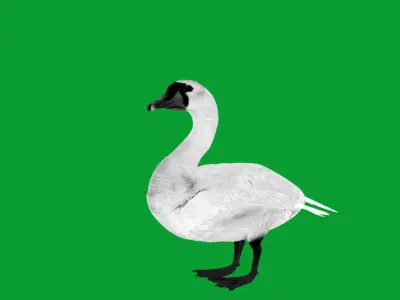 Mute Swan Bird Low-poly 3D model