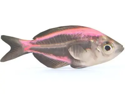 Crystal Catfish Low-poly 3D model