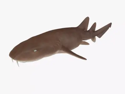 Nurse Shark 3D model