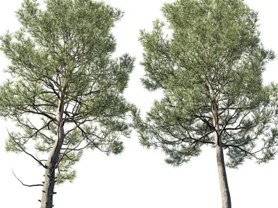 Cedrus Deodara 06 3D model