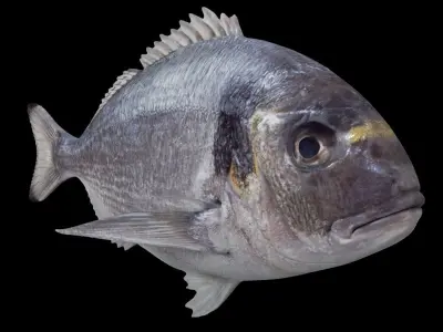 Gilt-head bream Low-poly 3D model