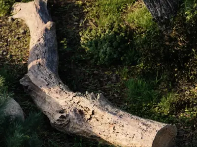  Medium Gnarly Splintered Log Model 
