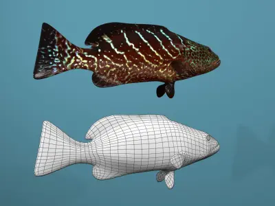 Tiger Grouper Low-poly 3D model