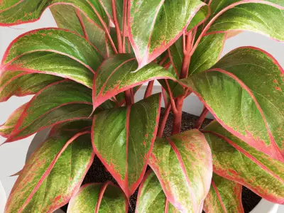 Red Aglaonema 01 3D model