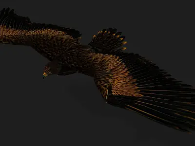 Eagle A5 3D model