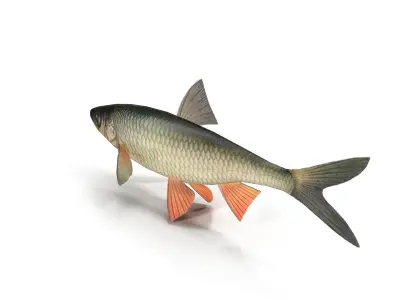 Chub fish Low-poly 3D model