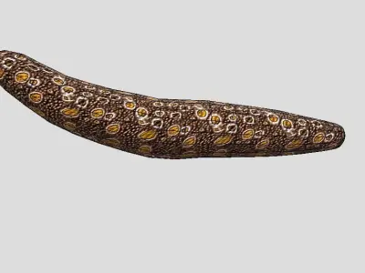 Sea Cucumber Realistic Animated Low-poly 3D model