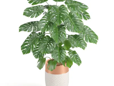 Indoor Plant Set07 3D model