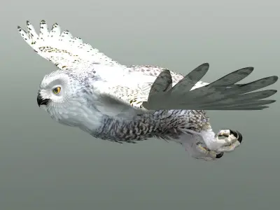 Snowy Owl - rigged - animated 3D model