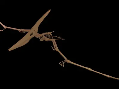 Pteranodon skeleton 3D model