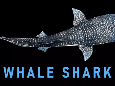 Animated Whale Shark Low-poly 3D model
