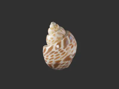 Sea Shell 2 3D model