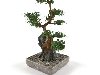 Bonsai- indoor decoration Free low-poly 3D model