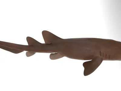 Nurse Shark 3D model