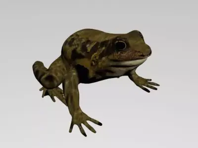 FROG LOW POLY Low-poly 3D model