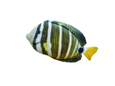 Low-Poly Striped tropical Animated  Low-poly 3D model