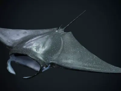 Manta Rays Low-poly 3D model