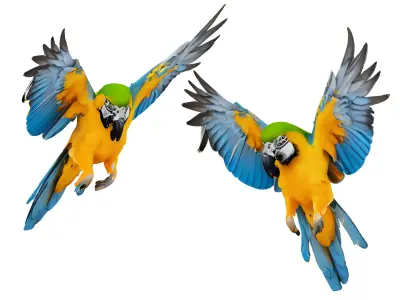 Parrot 3D model