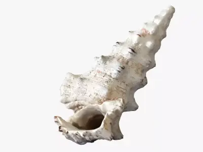 Seashell conch shell 3D model
