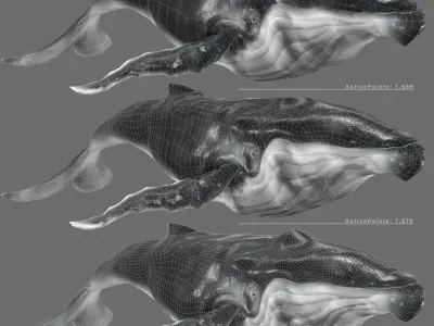 Humpback Whale Low-poly 3D model Low-poly 3D model