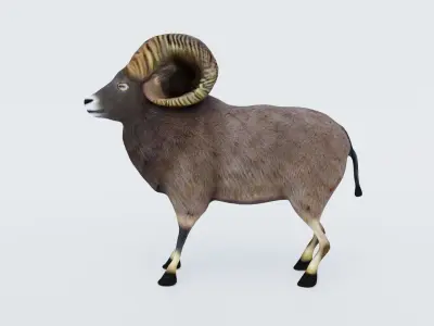 Ram Animal Free 3D model