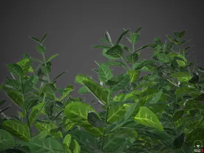 XfrogPlants Spindles - Euonymus Fortunei 3D model