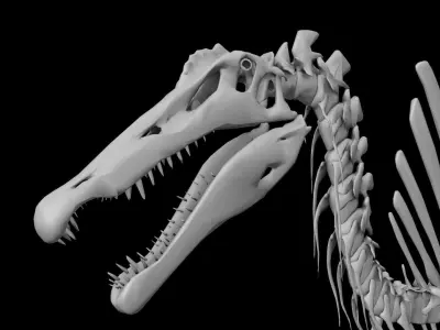 Spinosaurus aegyptiacus skeleton Low-poly 3D model
