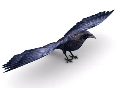 Low Poly Black Raven Wild Bird Crow Low-poly 3D model