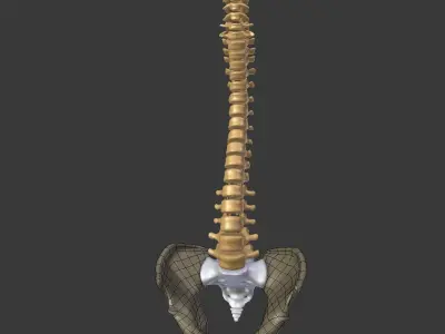 Spine - Tailbone - Sternum Low-poly 3D model