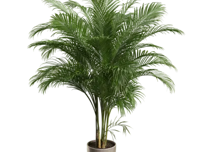  Large Areca Palm Potted Plant Model 