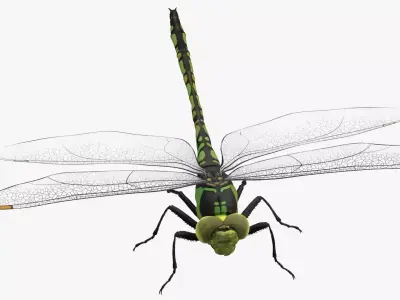 Dragon Fly  Low-poly 3D model