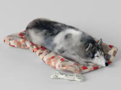 Sleeping Husky Dog 3D model