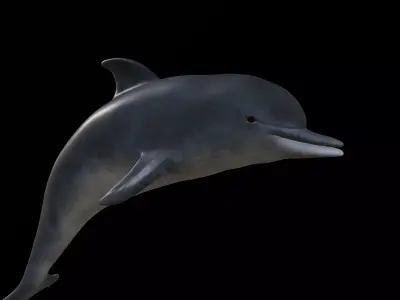 Game Ready Low Poly Dolphin Low-poly 3D model