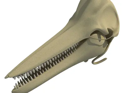 Realistic Dolphin Skull 3D model