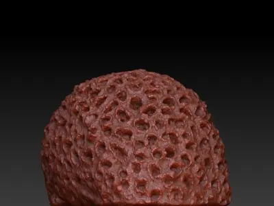 Sea Coral Scan 4 3D model