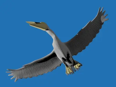 Pelican 3D model Low-poly 3D model