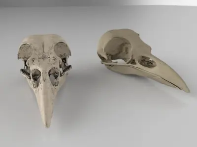 Raven skull  3D model