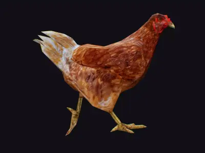 Chicken Roaster Farm Bird Animated Animal Village Birds Poultry Low-poly 3D model