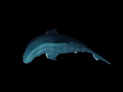 Great White Shark Low-poly 3D model