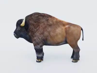Bison Free 3D model