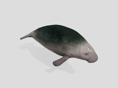Manatee  Animated Low-poly Low-poly 3D model