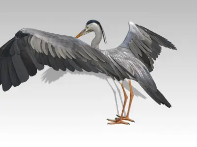 Heron Low-poly 3D model